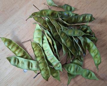 Zaden van Albizia Julibrisson beschikbaar voor biedingen