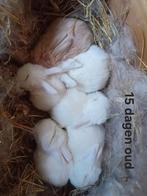 Baby konijntjes albino, Dieren en Toebehoren, Konijnen, Meerdere dieren