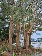 Kachelhout brandhout, Tuin en Terras, Planten | Bomen, Ophalen of Verzenden