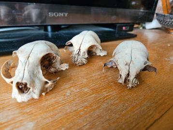 3 stuks schedel van een kat kattenschedel beschikbaar voor biedingen