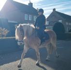 12 jarige haflinger merrie, Dieren en Toebehoren, Zadelmak, 11 jaar of ouder, Gechipt, Merrie