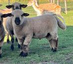 Dekram Ram Hampshire down. Koop/huur, Dieren en Toebehoren, Mannelijk, Schaap, 0 tot 2 jaar