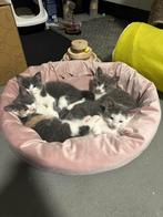 Kittens te koop, kruising britse korthaar, Meerdere dieren, Kortharig, 0 tot 2 jaar