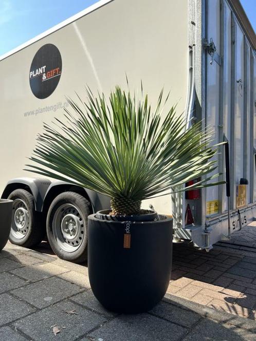 Nieuw! Yucca rostrata compleet in pot capi, Tuin en Terras, Planten | Bomen, In pot, Ophalen of Verzenden