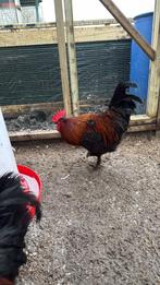Zeer tamme hobby hanen, brahma, marans en red kriel, Mannelijk, Kip