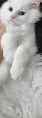 Lief white solid ragdoll kitten katertje, Kater, Gechipt