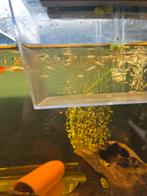 1 guppy 1euroAlsjeblieft lees de informatie, Dieren en Toebehoren, Vissen | Aquariumvissen, Vis, Zoetwatervis