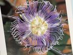 Passiflora - exotische verrassingen in de lage Landen, Tuin en Terras, Planten | Tuinplanten, Ophalen of Verzenden, Klimplanten