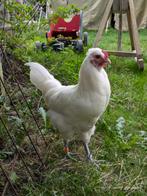 Gratis hanen, Dieren en Toebehoren, Pluimvee, Mannelijk, Kip