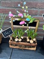 Mooie bloembollen in houten bak met decoratie, Vaste plant, Halfschaduw, Lente, Ophalen