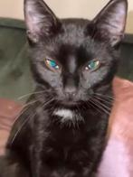 Vermist FUNKY den briel zh