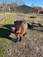 Maatje gezocht in onze 24/7 buitenstalling., Dieren en Toebehoren, Stalling