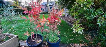 koortsstruik beschikbaar voor biedingen