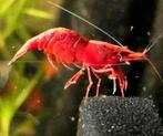 Neocaridina– Sakura Red High Grade☘️Gratis Mos☘️, Dieren en Toebehoren, Vissen | Aquariumvissen, Kreeft, Krab of Garnaal, Zoetwatervis