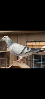 2 mooie blauwschimmel postduiven, Meerdere dieren, Postduif