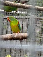 Gezocht faded swiftparkiet man., Dieren en Toebehoren, Mannelijk, Parkiet