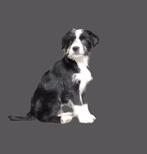 Maltezer kruising pup, teefje, Dieren en Toebehoren, Honden | Chihuahua's en Gezelschapshonden, Parvo, Maltezer, 8 tot 15 weken