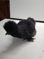 Te koop: enkele jonge losse kriel zijdehoen HENNETJES, Vrouwelijk, Kip