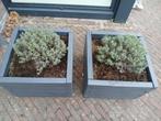 plantenbak, Ophalen, Gebruikt, Minder dan 60 cm, Vierkant