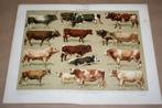 Antieke kleurenlitho - Runderen [rassen] - Ca 1900, Antiek en Kunst, Kunst | Litho's en Zeefdrukken, Ophalen of Verzenden