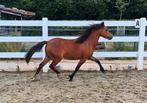 Leuke 2-jarige welsh A merrie, Dieren en Toebehoren, Merrie, Gechipt, 0 tot 2 jaar, Onbeleerd