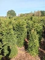 Taxus baccata, Tuin en Terras, Planten | Tuinplanten, Ophalen, Bloeit niet, Overige soorten, Volle zon