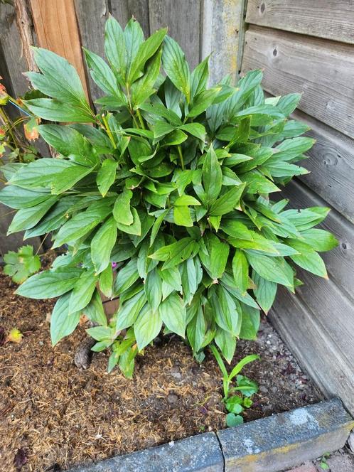 Pioenroos plant, Tuin en Terras, Planten | Tuinplanten, Vaste plant, Overige soorten, Halfschaduw, Lente, Ophalen