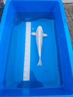 Platinum Ogon 45cm, Dieren en Toebehoren, Vissen | Vijvervissen, Karper of Koi