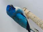 Splendid, Dieren en Toebehoren, Vogels | Overige Vogels, Meerdere dieren, Tropenvogel