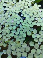 Salvinia minima drijfplant, Ophalen of Verzenden, Zo goed als nieuw, Plant(en), Steen of Hout