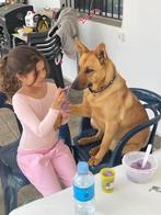 Jara zeer lief teefje, Dieren en Toebehoren, Honden | Niet-rashonden, Particulier, Rabiës (hondsdolheid), 1 tot 2 jaar, Buitenland