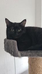 meisje Ragdol,   gebor op 6 augustus