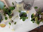 Stekjes pannenkoeken plant, Huis en Inrichting, Kamerplanten, Groene kamerplant, Ophalen, Overige soorten, Minder dan 100 cm