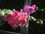 Tuin voordelig inrichten 9 plantjes voor 12,50, Tuin en Terras, Ophalen, Zomer, Overige soorten, Volle zon