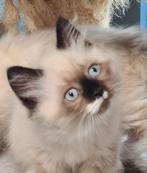 katertje Neva Masquerade X Britse -Europese korthaar, Kater, Ontwormd, 0 tot 2 jaar