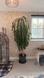 Grote Dracaena Fragrans, Drakenbloedboom 2.20m hoog, Ophalen, 200 cm of meer, Halfschaduw, In pot