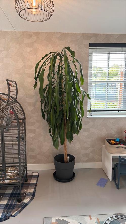 Grote Dracaena Fragrans, Drakenbloedboom 2.20m hoog, Huis en Inrichting, Kamerplanten, Yucca, 200 cm of meer, Groene kamerplant