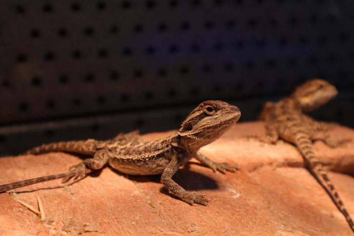 Prachtige baardagaam, Dieren en Toebehoren, Reptielen en Amfibieën, Hagedis, 0 tot 2 jaar