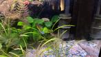 Aquarium, Dieren en Toebehoren, Ophalen of Verzenden, Gebruikt, Gevuld zoetwateraquarium