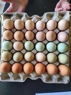 Kleurleggers / easter eggers broedeieren, Dieren en Toebehoren