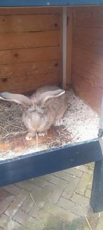 Tekoop jonge voedster. Vlaamse reus, Dieren en Toebehoren, Konijnen, Vrouwelijk, Groot, 0 tot 2 jaar