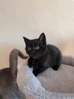 Britse korthaar kittens ( Laatste ), Dieren en Toebehoren, Katten en Kittens | Raskatten | Korthaar, Meerdere dieren, 0 tot 2 jaar