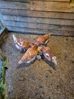 Bruine legkippen, Vrouwelijk, Kip