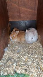 Lieve kleine Kindvriendelijke dwergjes, Vosjes en Fluffies, Meerdere dieren, Dwerg, 0 tot 2 jaar