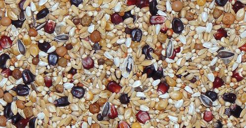 10zakken D55 Diamond Black WM Junior 20kg Normaal €23.50 p.s, Dieren en Toebehoren, Vogels | Duiven, Postduif, Meerdere dieren