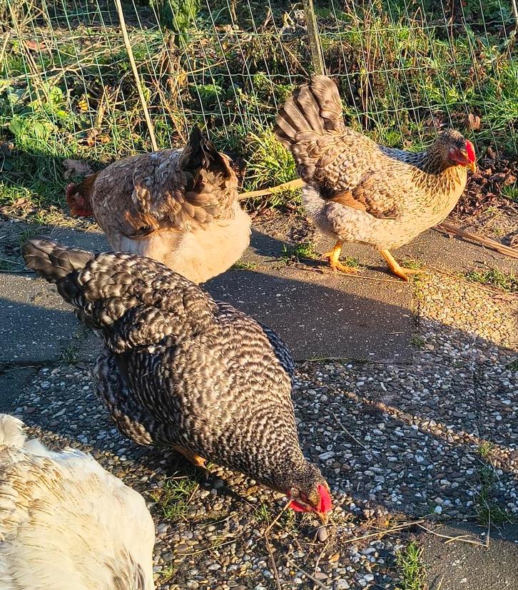 Jonge hennen, Dieren en Toebehoren, Pluimvee, Kip, Vrouwelijk