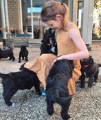 Bordoodle pups (F1) te koop!, Dieren en Toebehoren, Honden | Niet-rashonden, 8 tot 15 weken, Parvo, Meerdere, Meerdere dieren