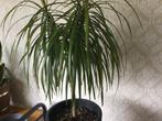 Prachtige, gezond Dracaena Marginata. H 96 cm, Diam bak 29, Overige soorten, Minder dan 100 cm, Ophalen of Verzenden, Halfschaduw