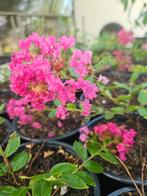 Lagerstroemia with love babe, Ophalen, Zomer, Overige soorten