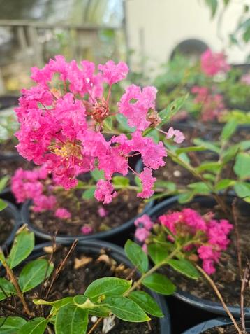 Lagerstroemia with love babe  beschikbaar voor biedingen